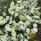 Helianthemum nummularium 'The Bride' / Napvirág 1