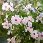 Phlox subulata 'Amazing Grace' / Árlevelű lángvirág 1