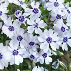 Phlox subulata 'Bavaria' / Árlevelű lángvirág 1