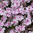 Phlox subulata 'Kimono pink white' / Árlevelű lángvirág 1