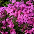 Phlox subulata 'McDaniels cushion' / Árlevelű lángvirág 1