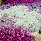 Phlox subulata 'McDaniels cushion' / Árlevelű lángvirág 2