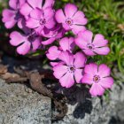 Phlox subulata 'Zwergenteppich' / Árlevelű lángvirág 1