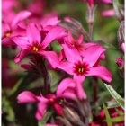 Phlox subulata 'Atropurpurea' / Árlevelű lángvirág 1
