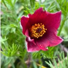 Pulsatilla vulgaris 'pinwheel dark red shades' / Nyugati kökörcsin 1