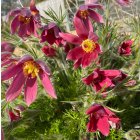 Pulsatilla vulgaris 'pinwheel dark red shades' / Nyugati kökörcsin 2