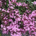 Saponaria ocymoides / Gyepes szappanfű 1