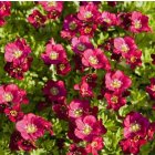 Saxifraga x arendsii 'Harder zwerg' / Kőtörőfű 1