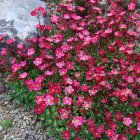 Saxifraga x arendsii 'Peter Pan' / Kőtörőfű 1