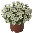 Saxifraga x arendsii 'Touran lime rock' / Kőtörőfű 1