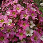 Saxifraga x arendsii 'Touran pink' / Kőtörőfű 1