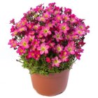 Saxifraga x arendsii 'Touran pink' / Kőtörőfű 2
