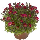 Saxifraga x arendsii 'Rockies F1 Red' / Kőtörőfű 2