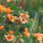 Geum coccineum 'Mai tai' / Gyömbérgyökér 1