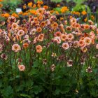 Geum coccineum 'Mai tai' / Gyömbérgyökér 2