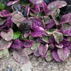 Ajuga reptans 'Burgundy Glow' / Indás ínfű 1