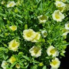Arenaria montana 'Summer Lemon' / Hegyi homokhúr 1