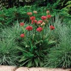 Armeria pseudarmeria 'Ballerina Red' / Pázsitszegfű 1