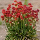 Armeria pseudarmeria 'Ballerina Red' / Pázsitszegfű 2
