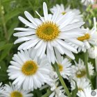 Aster alpinus 'Albus' / Havasi őszirózsa 2