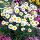 Aster alpinus 'Albus' / Havasi őszirózsa 1