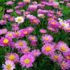 Aster alpinus 'Pinkie' / Havasi őszirózsa 1