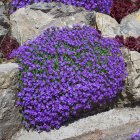Aubrieta 'Audrey Light Blue' / Pázsitviola 1