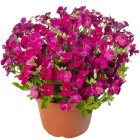Aubrieta 'Audrey red' / Pázsitviola 1