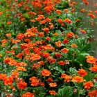 Geum coccineum 'Koi' / Gyömbérgyökér 1