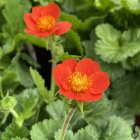 Geum coccineum 'Koi' / Gyömbérgyökér 2