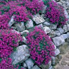 Aubrieta hybrida 'Axcent Violet' / Pázsitviola 1