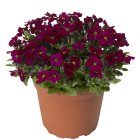 Aubrieta hybrida 'Axcent Burgundy' / Pázsitviola 1