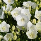Campanula carpatica 'Carillon White' / Kárpáti harangvirág 1