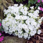 Campanula carpatica 'Carillon White' / Kárpáti harangvirág 2