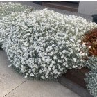 Cerastium tomentosum / Molyhos madárhúr 1