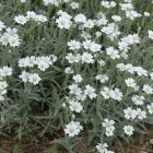 Cerastium tomentosum / Molyhos madárhúr 2