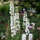Delphinium grandiflorum 'Delfix White' / Szarkaláb 2