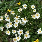Dryas octopetala / Havasi magcsákó 2
