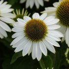 Echinacea purpurea 'White swan' / Kasvirág 1