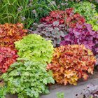 Heuchera micrantha 'Palace Purple' / Tűzeső 1