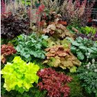 Heuchera micrantha 'Palace Purple' / Tűzeső 2