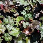 Heuchera micrantha 'Palace Purple' / Tűzeső 3