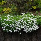 Iberis sempervirens 'White Out' / Örökzöld tatárvirág 1