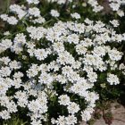 Iberis sempervirens 'White Out' / Örökzöld tatárvirág 2