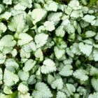 Lamium maculatum 'Beacon Silver' / Árvacsalán 1
