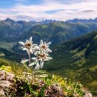 Leontopodium alpinum / Havasi gyopár 1