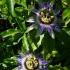 Passiflora caeruela / Kék golgotavirág 1