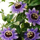 Passiflora caeruela / Kék golgotavirág 2