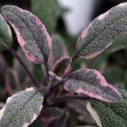 Salvia officinalis 'tricolor' / Orvosi zsálya 1