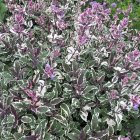Salvia officinalis 'tricolor' / Orvosi zsálya 2